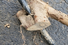 01-damage-over-growing-tree-roots-no-flow-no-pressure