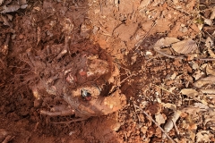 02-damage-over-growing-tree-roots2